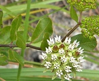 Asclepias curtissii