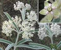 Asclepias eriocarpa