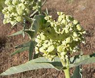 Asclepias erosa