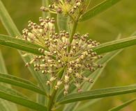 Asclepias hirtella