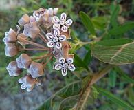 Asclepias humistrata