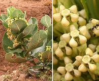 Asclepias latifolia