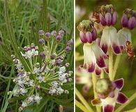 Asclepias longifolia