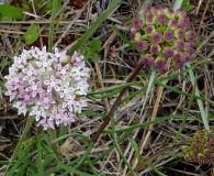 Asclepias michauxii