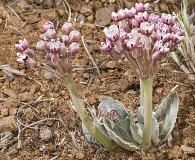 Asclepias nummularia