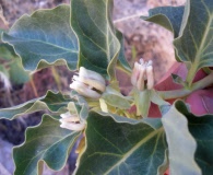 Asclepias nyctaginifolia