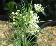 Asclepias pumila