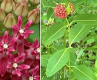 Asclepias purpurascens