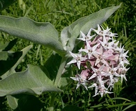 Asclepias speciosa