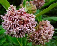 Asclepias syriaca