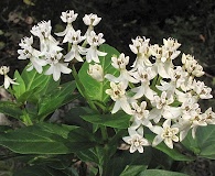 Asclepias texana