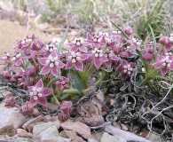 Asclepias uncialis