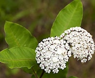 Asclepias variegata