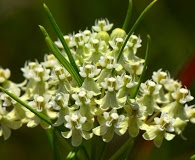 Asclepias verticillata