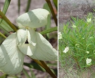 Asimina angustifolia