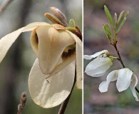 Asimina reticulata