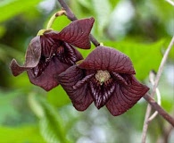 Asimina triloba