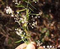 Asparagus aethiopicus