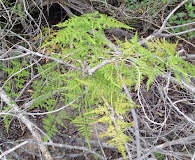 Asparagus setaceus