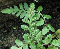 Asplenium bradleyi