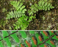 Asplenium monanthes