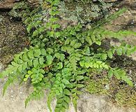 Asplenium montanum