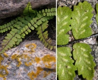 Asplenium palmeri