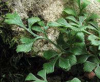 Asplenium ruta-muraria