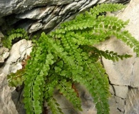 Asplenium viride