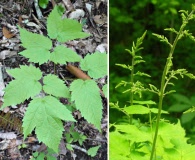 Astilbe biternata