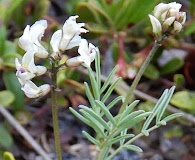 Astragalus aboriginorum