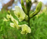 Astragalus accidens