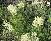 Astragalus adanus