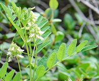 Astragalus americanus