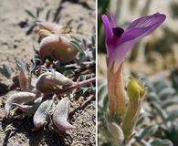 Astragalus argophyllus