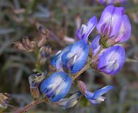 Astragalus arizonicus