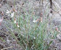 Astragalus atratus