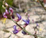 Astragalus bernardinus