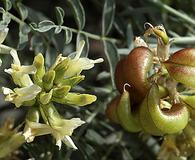 Astragalus bolanderi