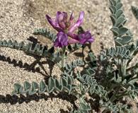 Astragalus camptopus
