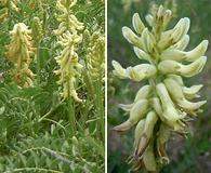 Astragalus canadensis