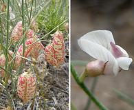 Astragalus ceramicus