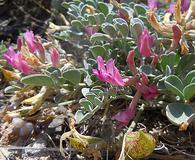 Astragalus chamaeleuce