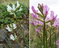 Astragalus conjunctus