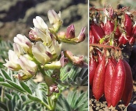 Astragalus cottonii