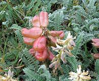 Astragalus curtipes