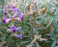 Astragalus desperatus