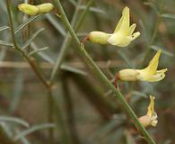 Astragalus filipes