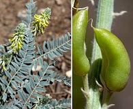 Astragalus giganteus