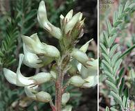 Astragalus howellii